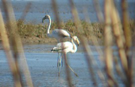 Delta de l'Ebre