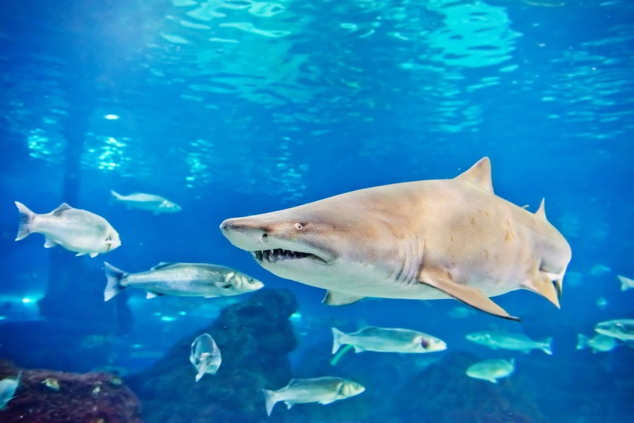 Aquàrium Barcelona