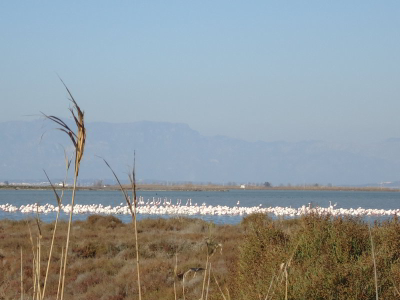 Delta de l'Ebre