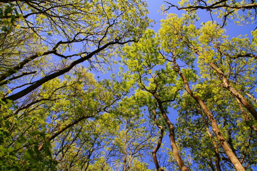 Jardín Botánico de Barcelona