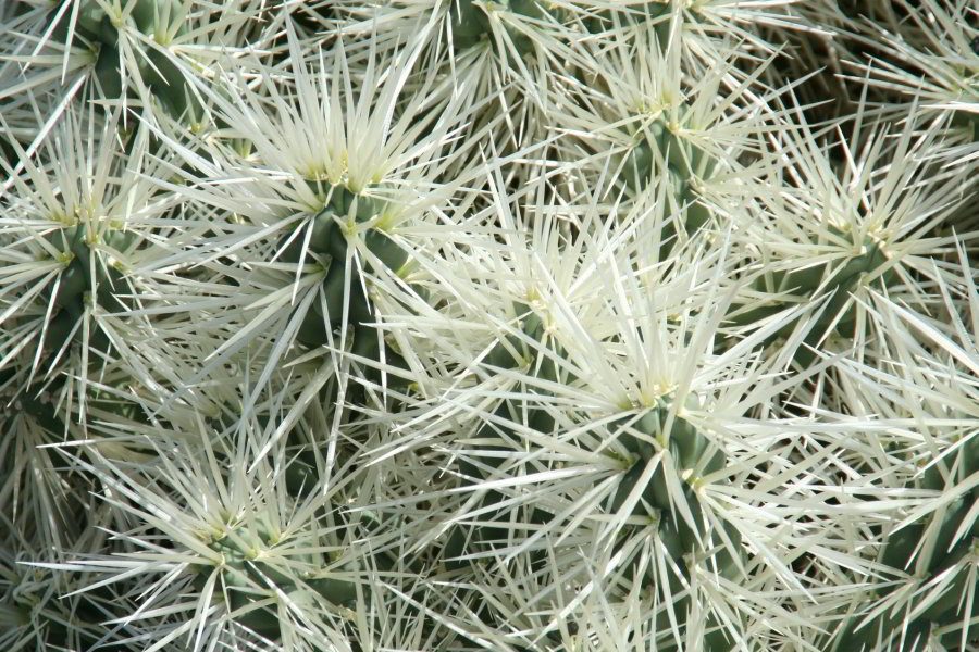 Viajar a Barcelona - Jardín Botánico de Barcelona