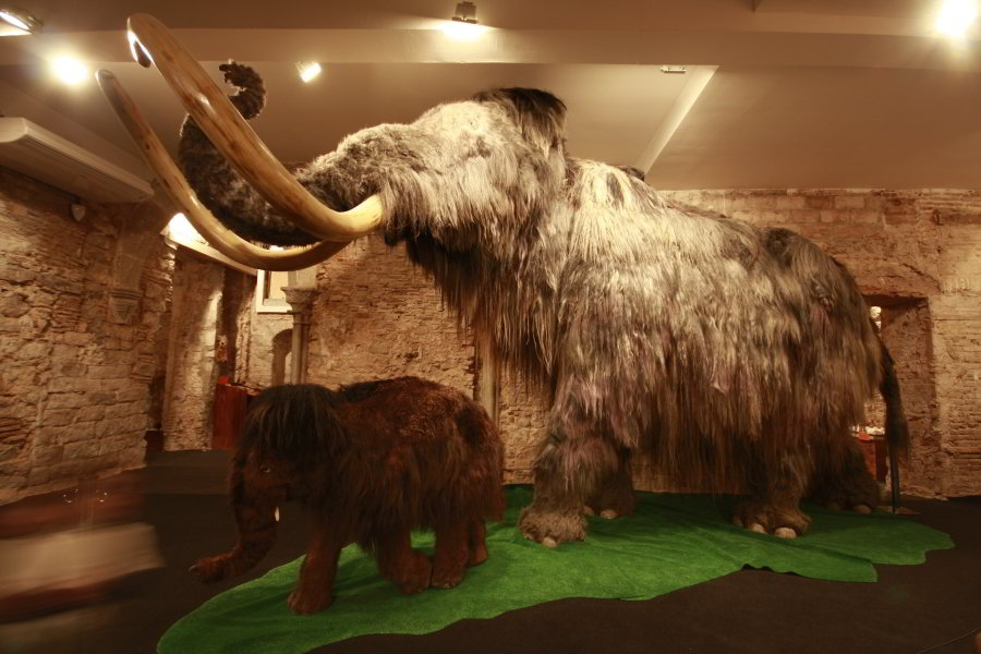 Museo del Mamut